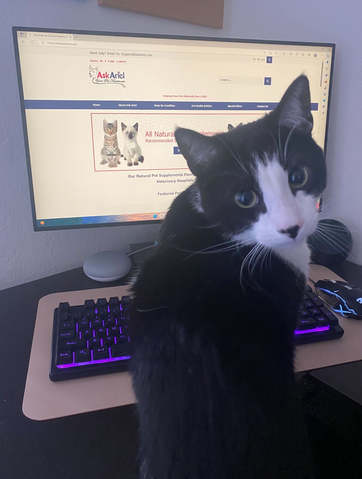 cat working at computer